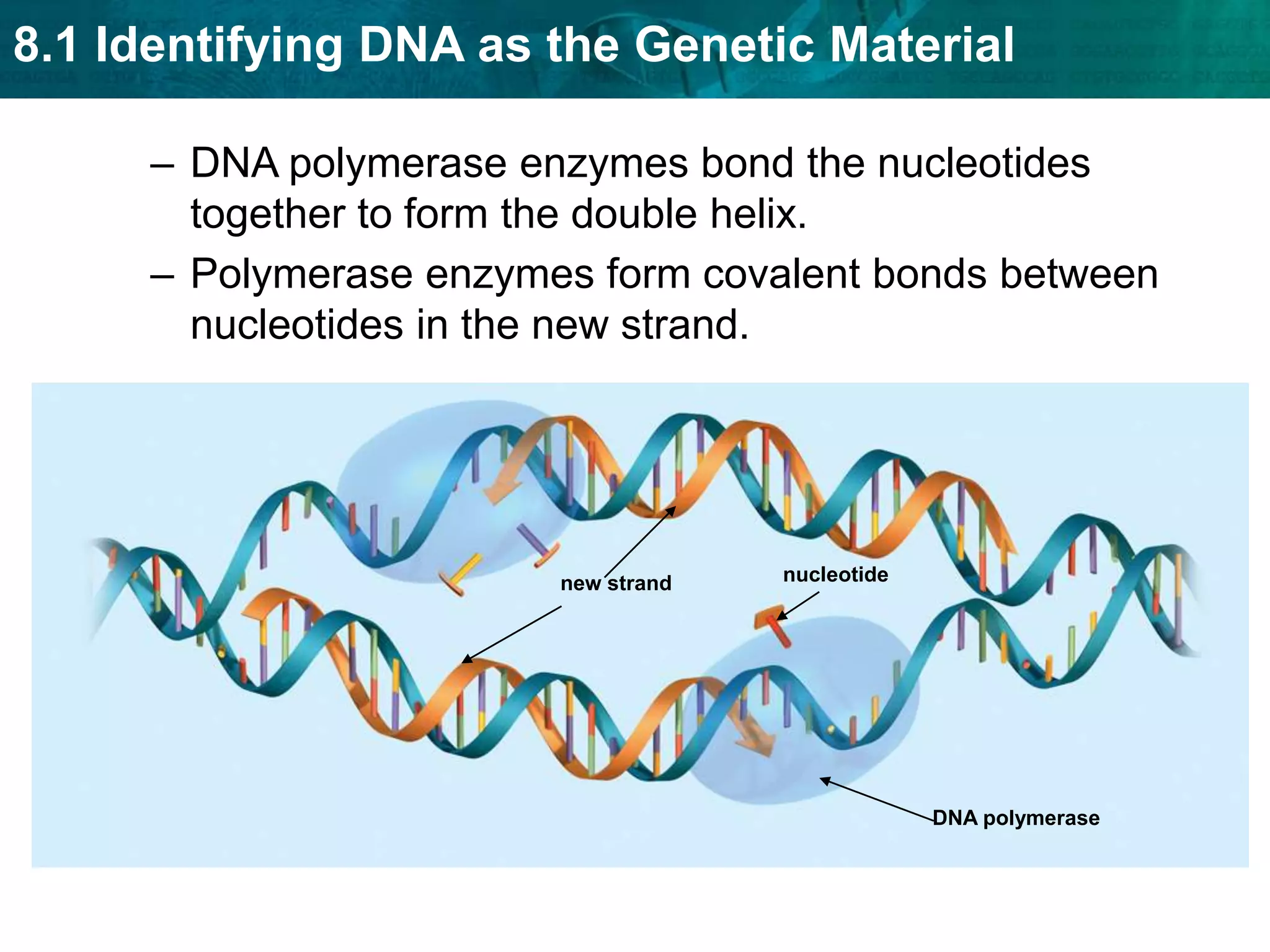 The bases are connected by hydrogen bonds.KEY CONCEPT DNA replication copies the genetic information of a cell.  