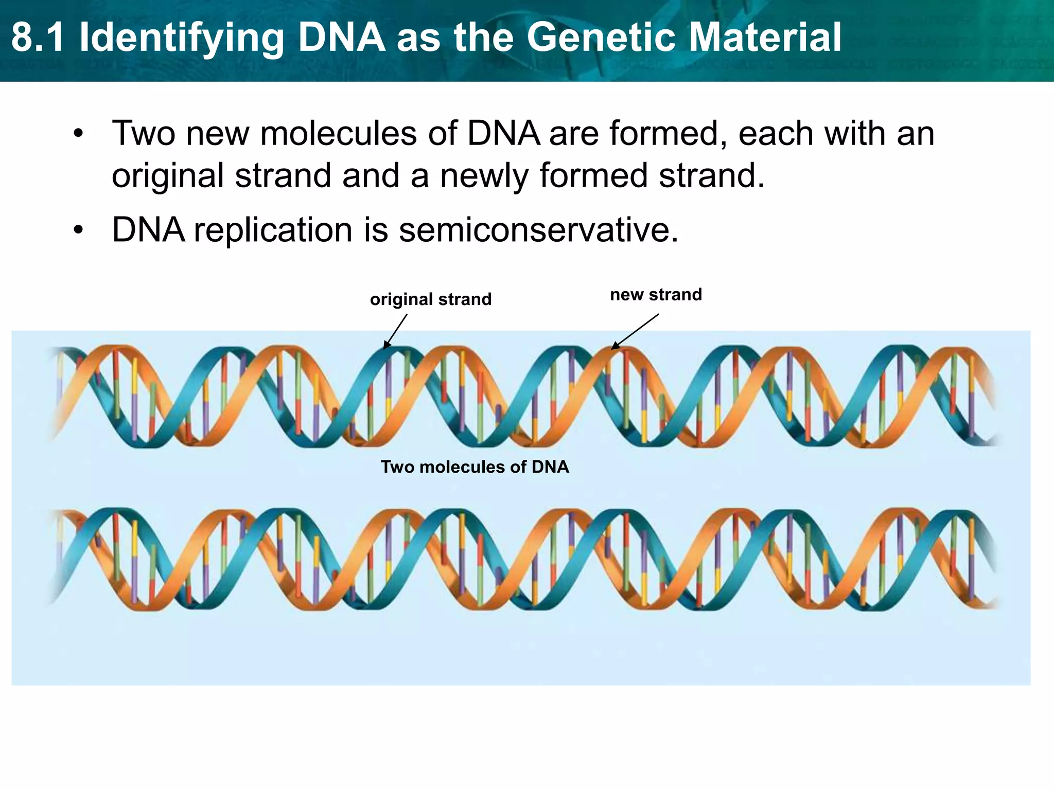 Replication copies the genetic information. A single strand of DNA serves as a template for a new strand.The rules of base pairing directreplication.DNA is replicated during theS (synthesis) stage of thecell cycle.Each body cell gets acomplete set ofidentical DNA.