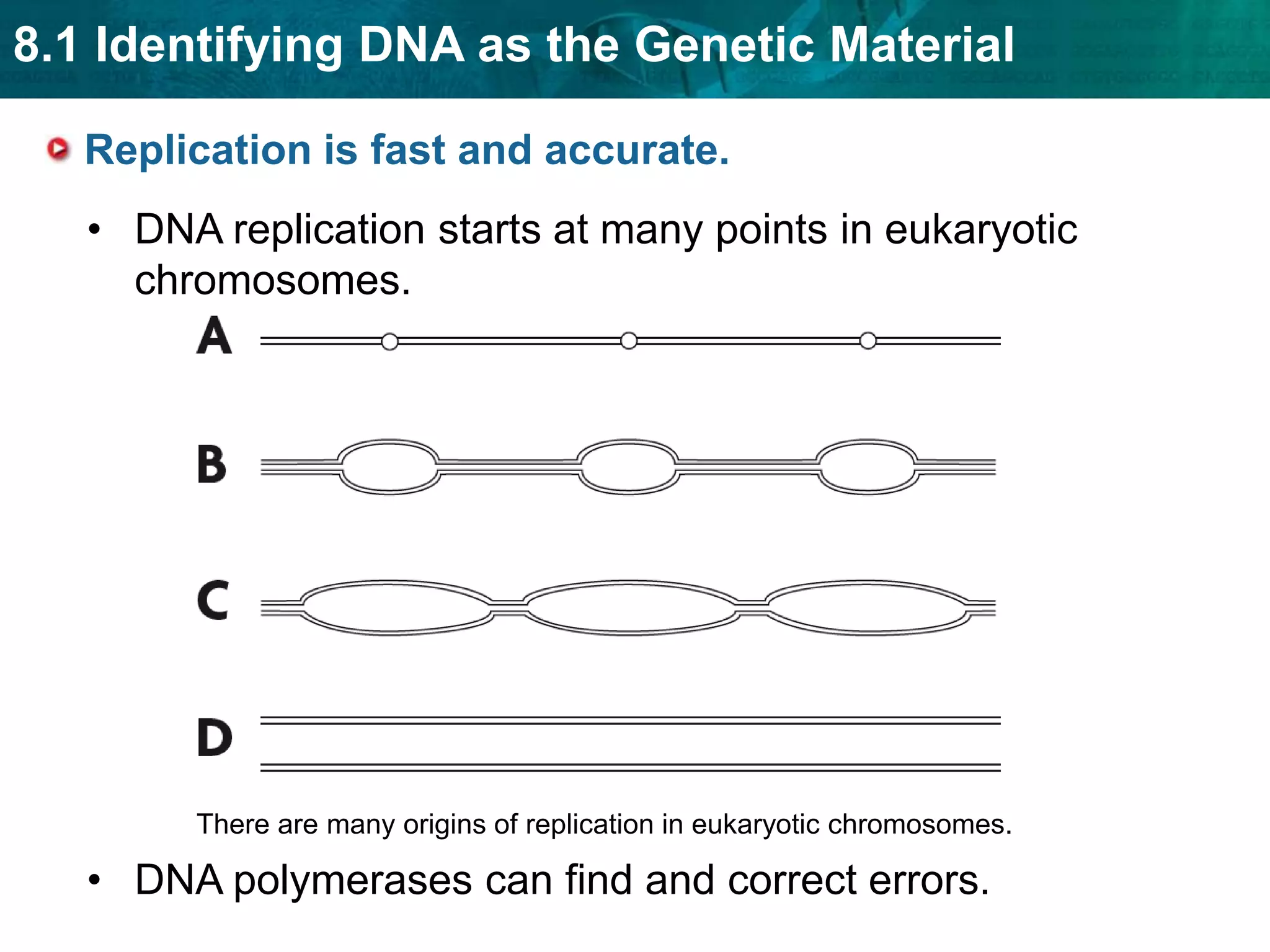 nucleotideThe DNA molecule unzips in both directions.Proteins carry out the process of replication. DNA serves only as a template. Enzymes and other proteins do the actual work of replication.Enzymes unzip the double helix.Free-floating nucleotides form hydrogen bonds with the template strand.