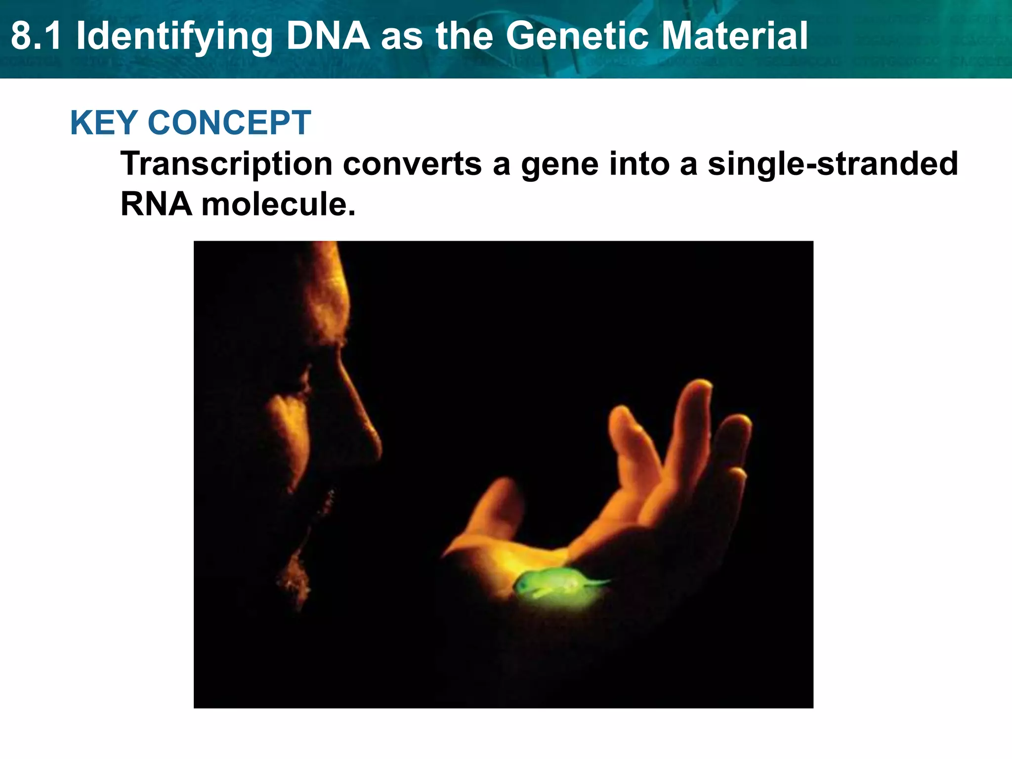 nucleotidenew strandDNA polymeraseDNA polymerase enzymes bond the nucleotides together to form the double helix.