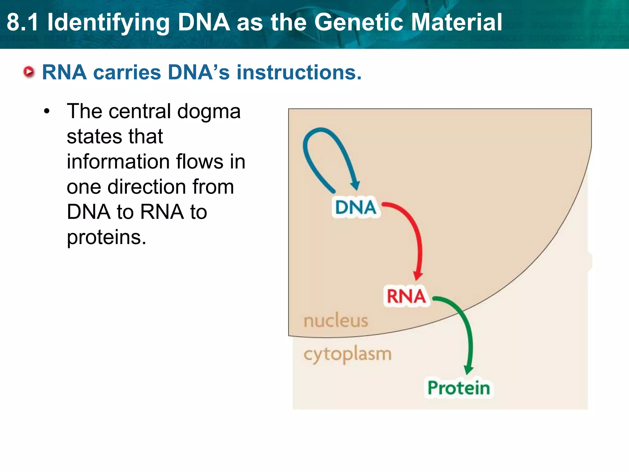 Polymerase enzymes form covalent bonds between nucleotides in the new strand.new strandoriginal strandTwo molecules of DNATwo new molecules of DNA are formed, each with an original strand and a newly formed strand.