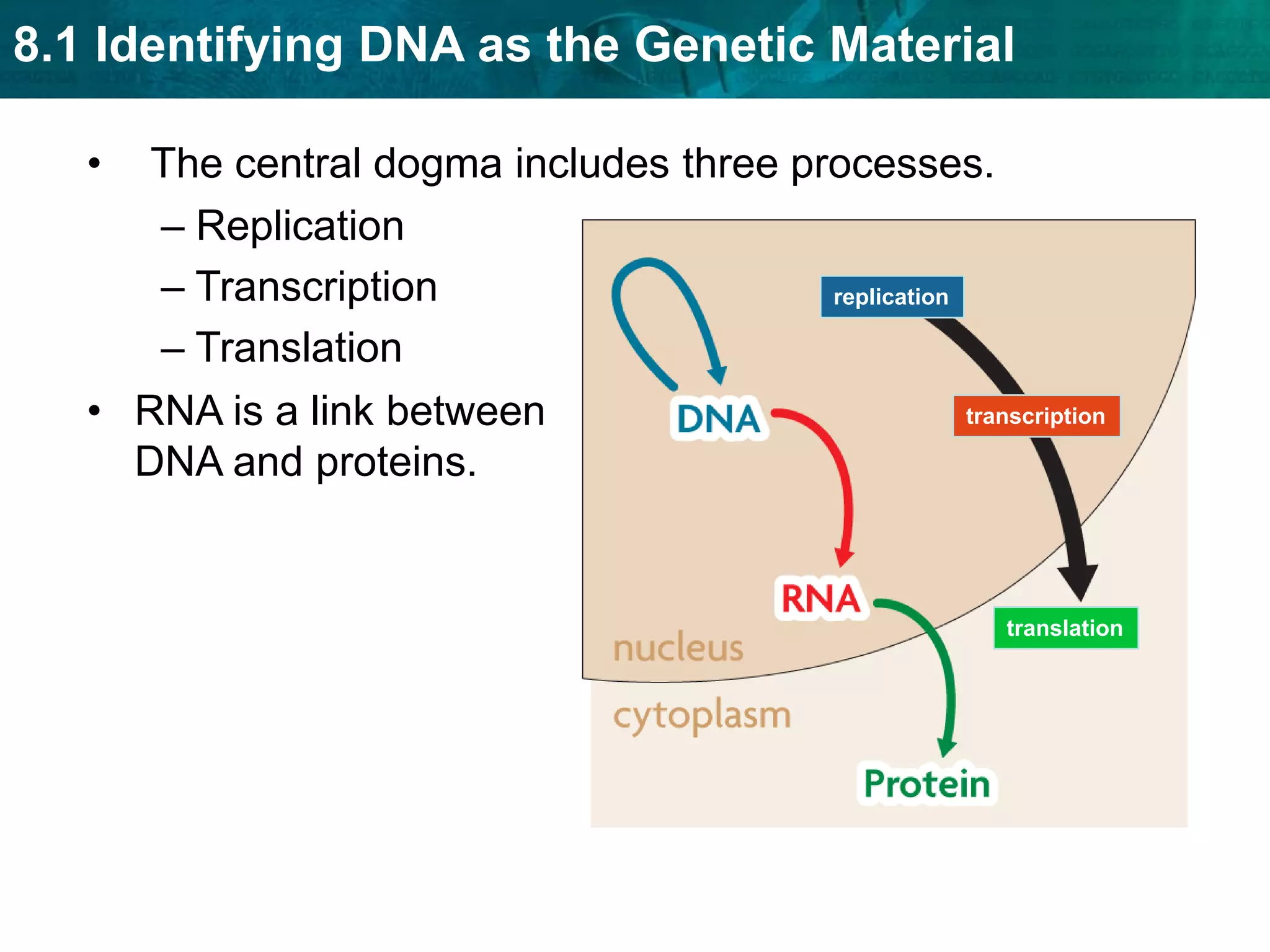 DNA replication is semiconservative. There are many origins of replication in eukaryotic chromosomes.Replication is fast and accurate.DNA replication starts at many points in eukaryotic chromosomes.