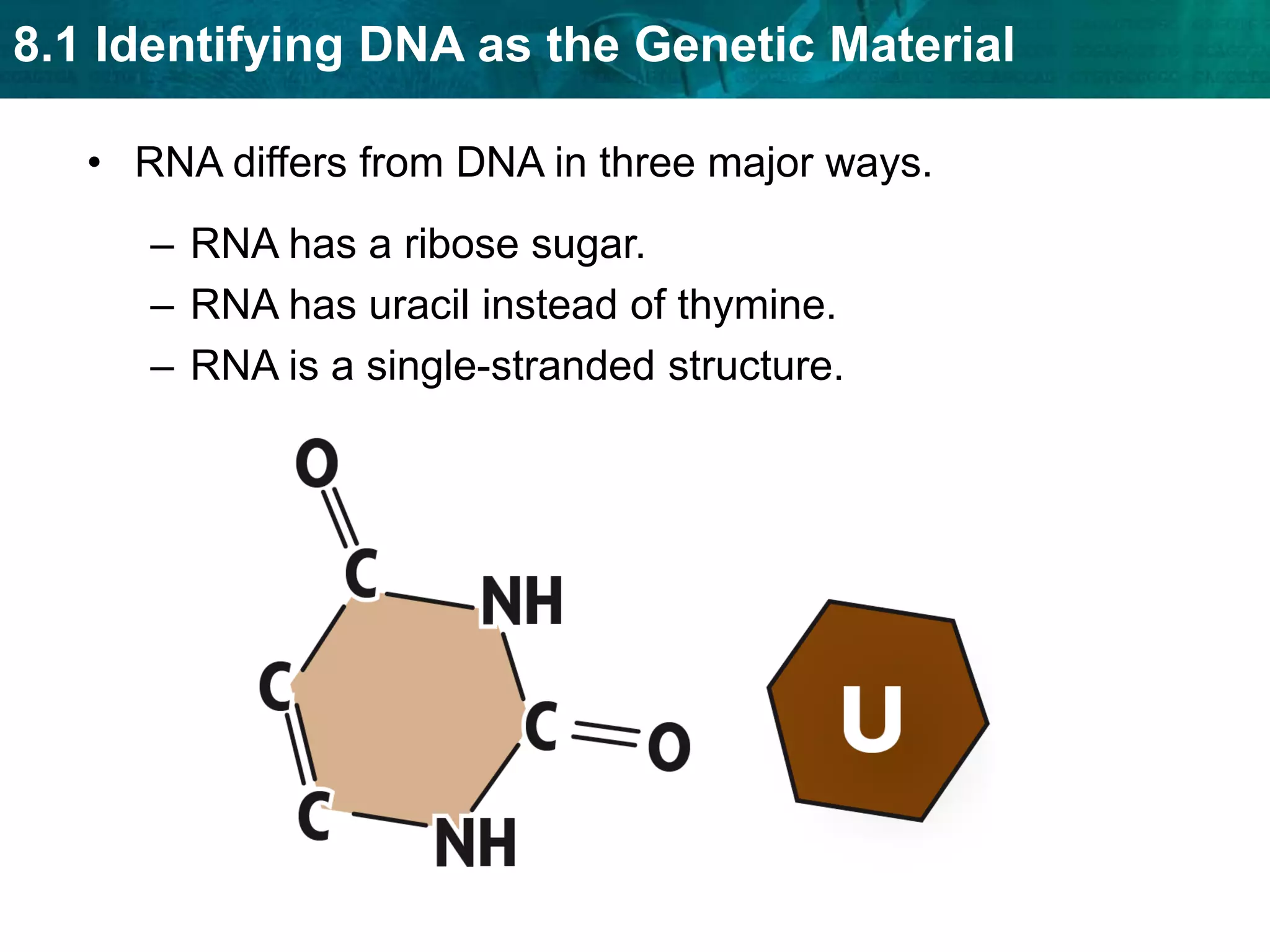 DNA polymerases can find and correct errors.KEY CONCEPT Transcription converts a gene into a single-stranded RNA molecule. 