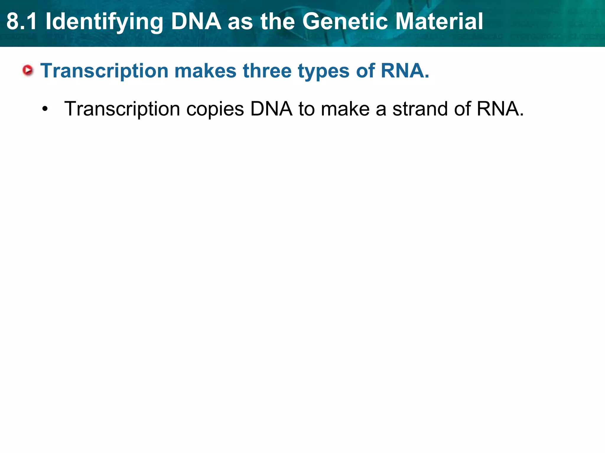 RNA carries DNA’s instructions. The central dogma states that information flows in one direction from DNA to RNA to proteins. 