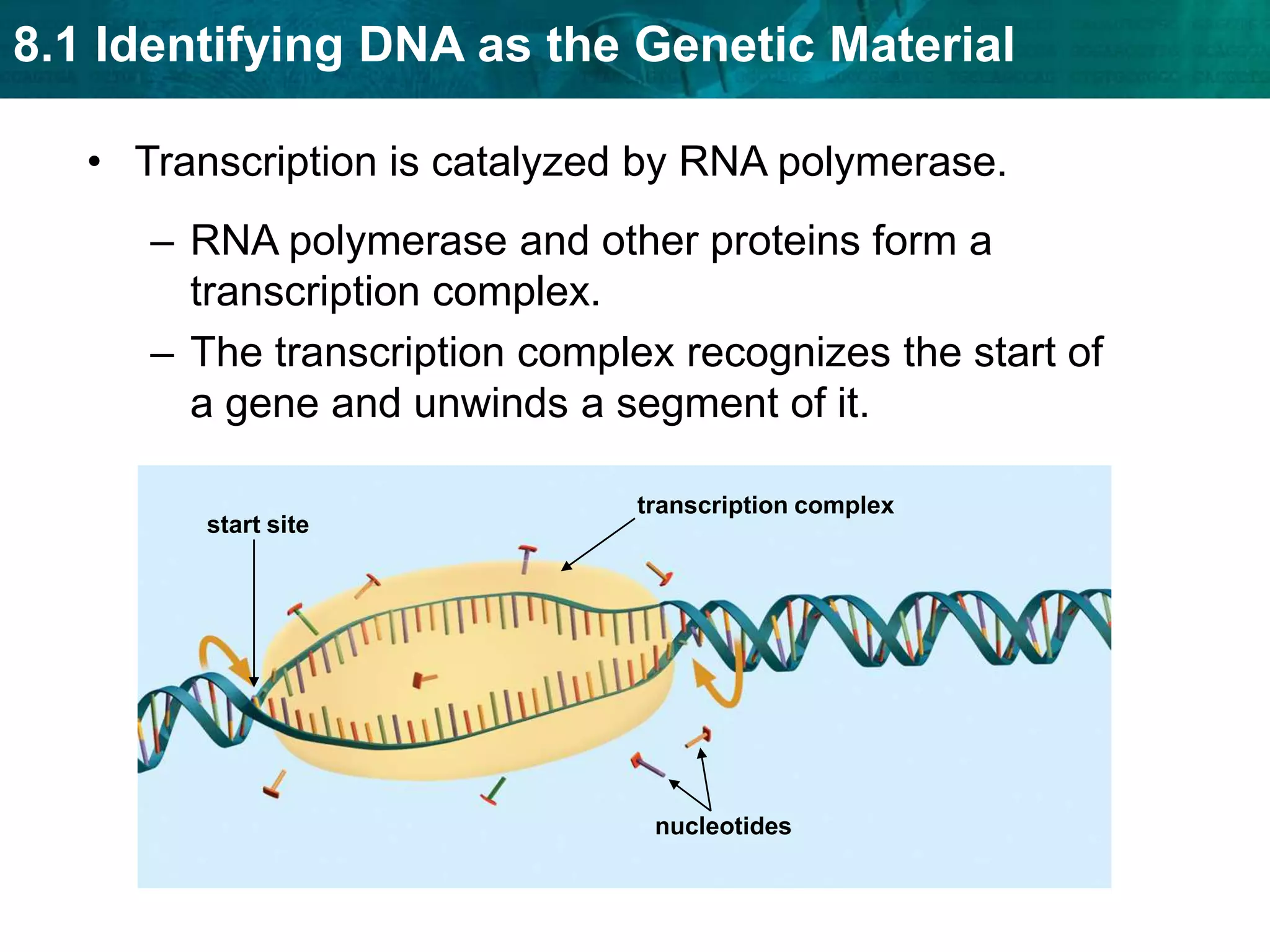 replicationtranscriptiontranslationThe central dogma includes three processes.