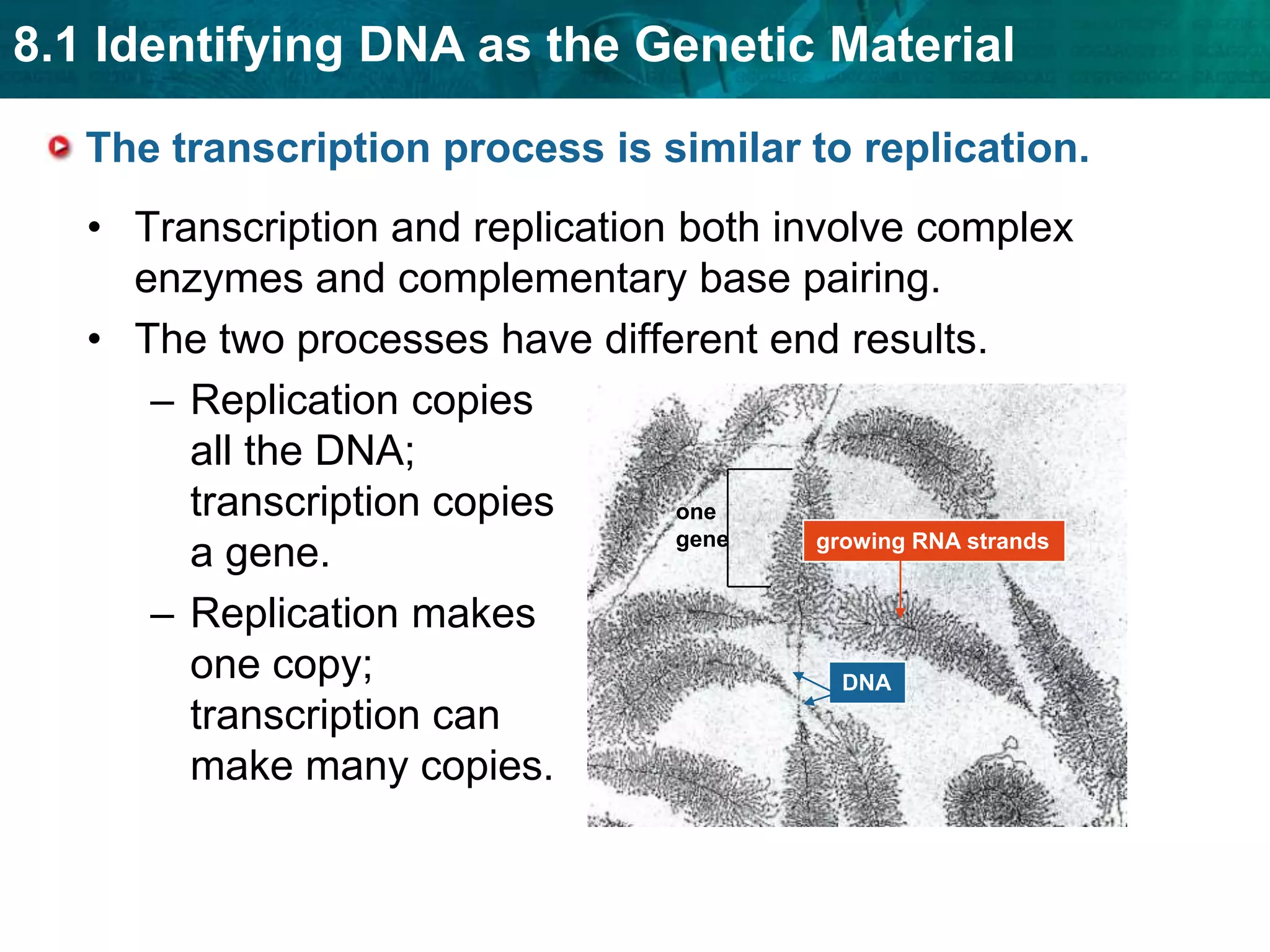 RNA is a link between DNA and proteins.RNA differs from DNA in three major ways.