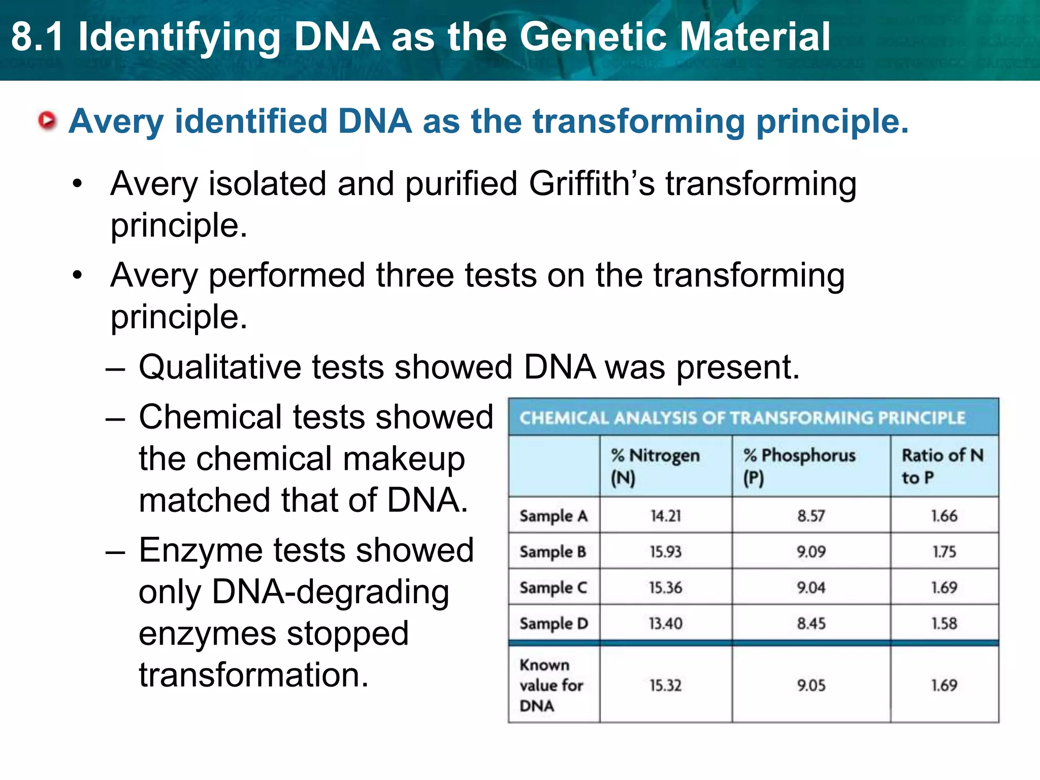 Avery identified DNA as the transforming principle.     Avery isolated and purified Griffith’s transforming principle.Avery performed three tests on the transforming principle.Qualitative tests showed DNA was present.