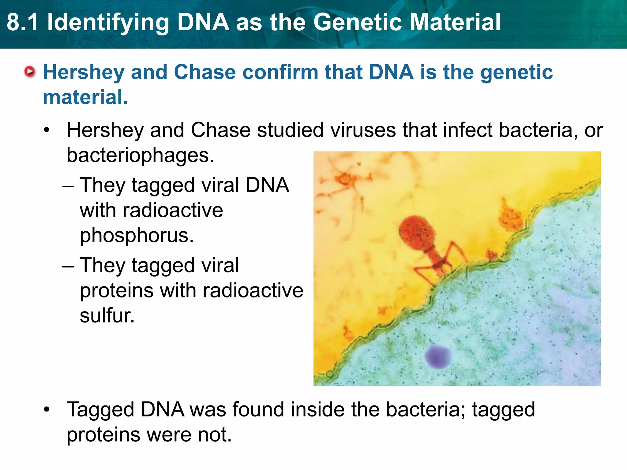 Chemical tests showedthe chemical makeupmatched that of DNA.