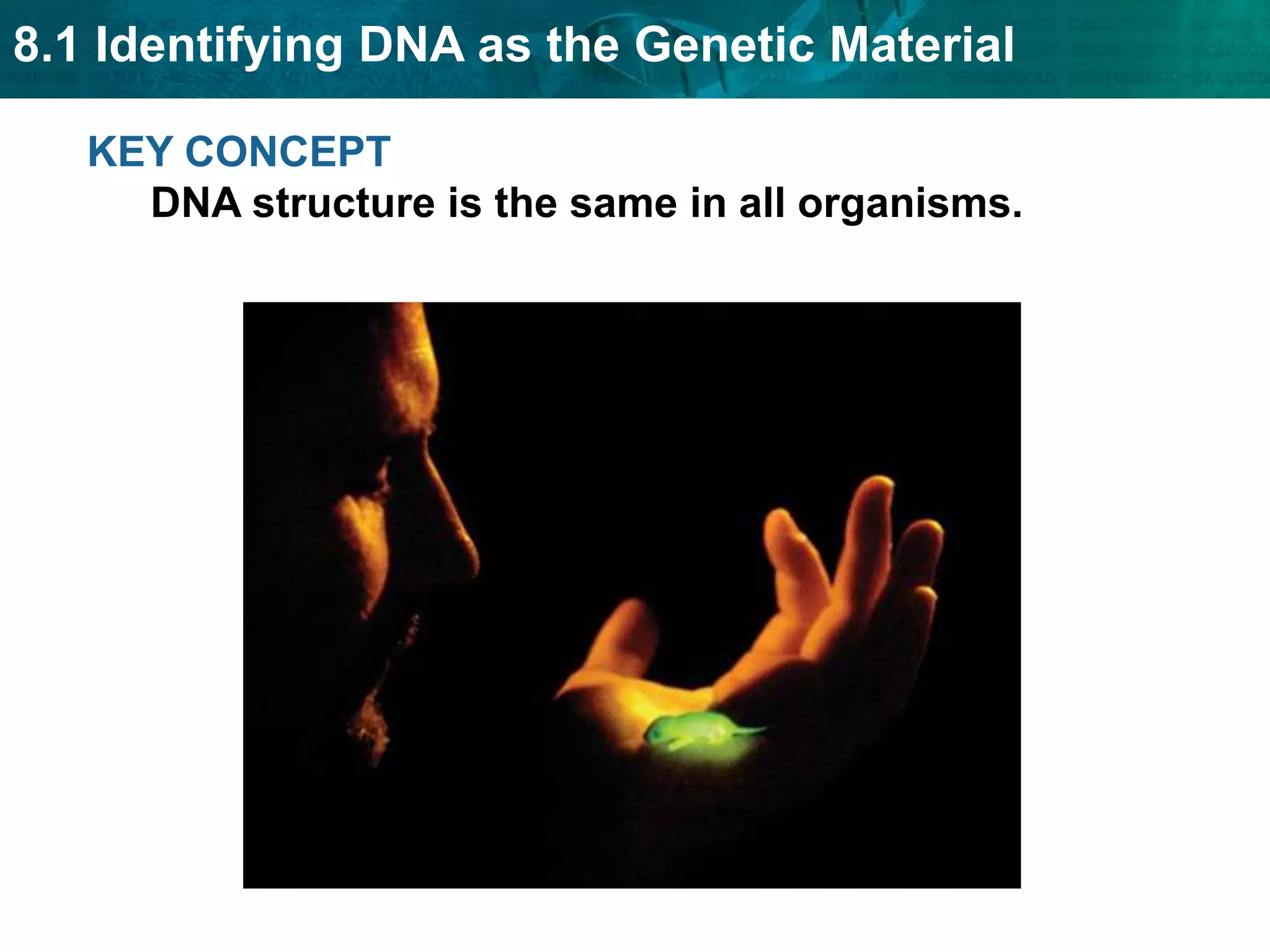 Enzyme tests showedonly DNA-degradingenzymes stoppedtransformation.Hershey and Chase confirm that DNA is the genetic material. Hershey and Chase studied viruses that infect bacteria, or bacteriophages.  They tagged viral DNA   with radioactive   phosphorus.