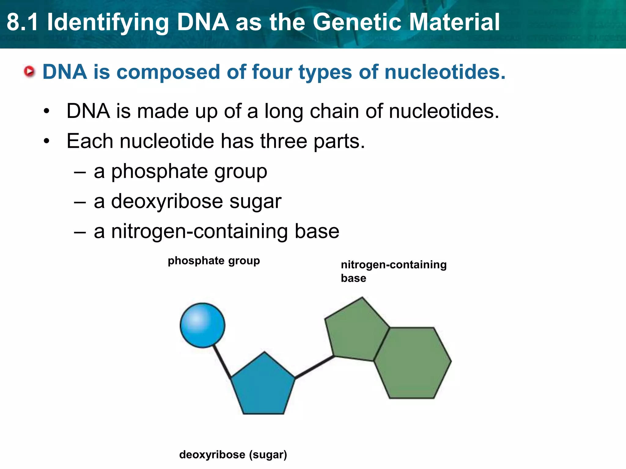  They tagged viral   proteins with radioactive   sulfur.