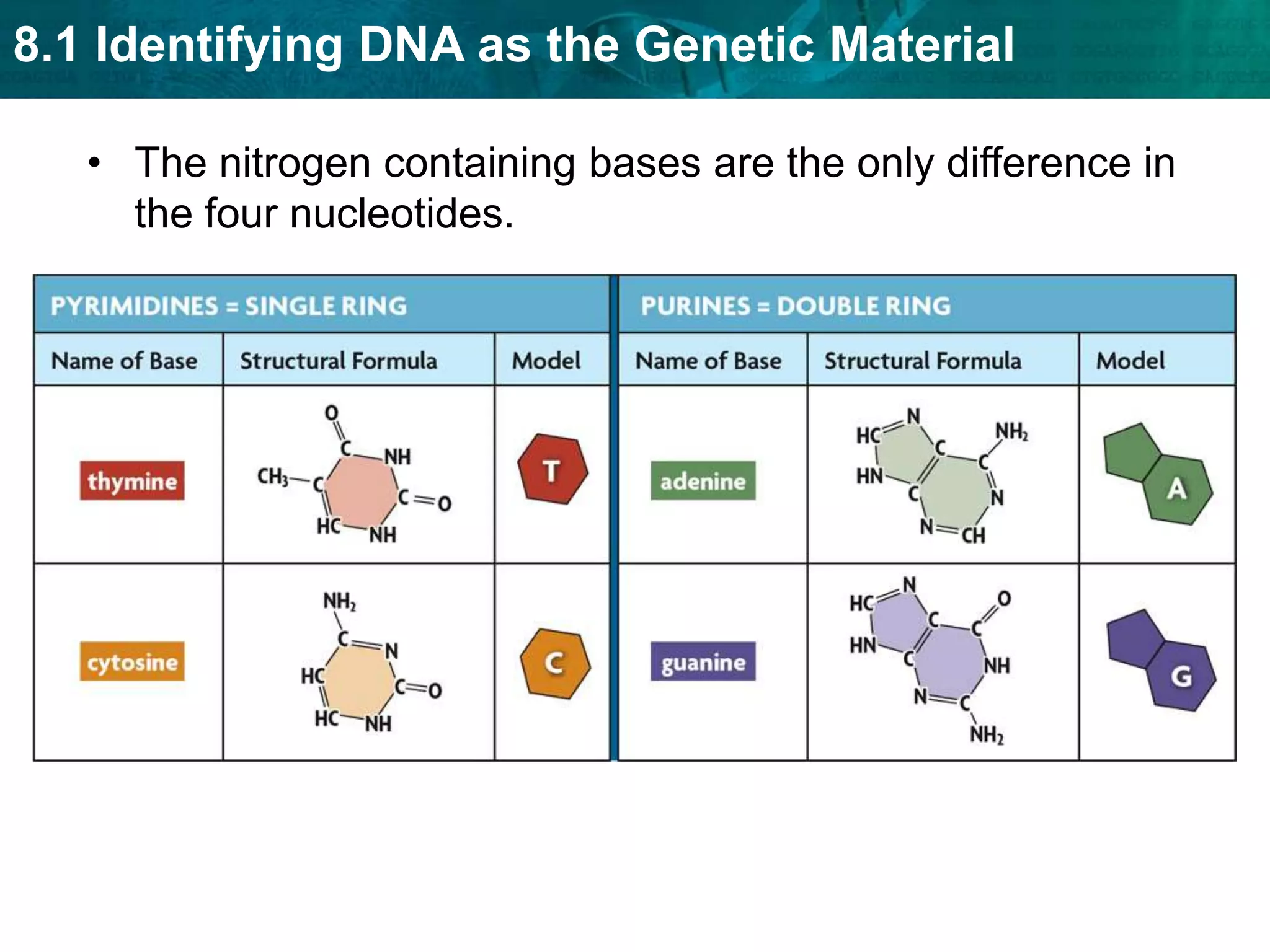 Tagged DNA was found inside the bacteria; tagged proteins were not.KEY CONCEPT DNA structure is the same in all organisms. 