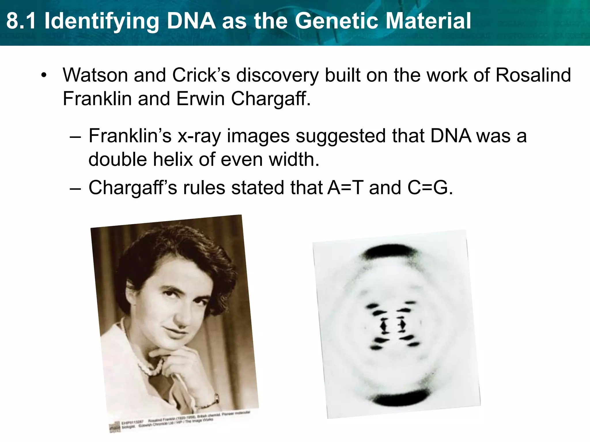 The nitrogen containing bases are the only difference in the four nucleotides. Watson and Crick determined the three-dimensional structure of DNA by building models. They realized that DNA is a double helix that is made up of a sugar-phosphate backbone on the outside with bases on the inside.
