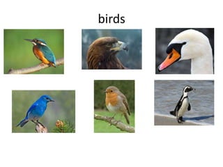 birds
 