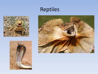 Reptiles
 