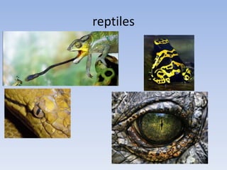 reptiles
 
