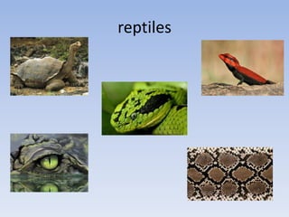 reptiles
 