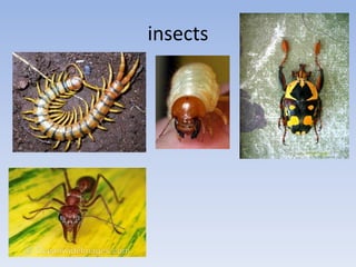 insects
 