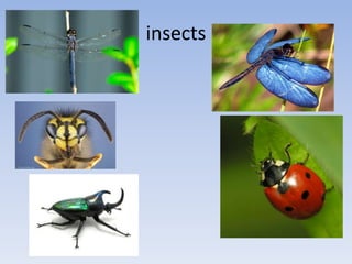 insects
 