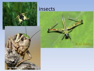 insects
 