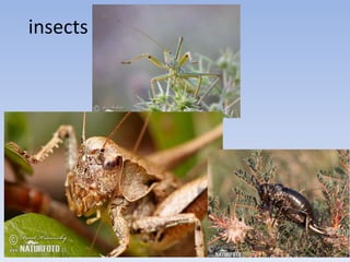 insects
 