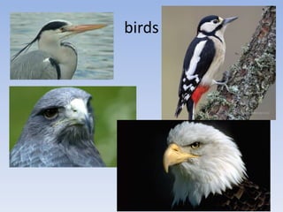 birds
 