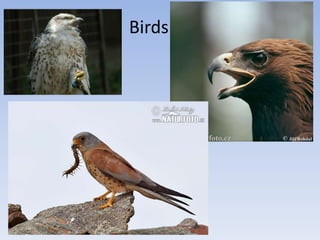 Birds
 