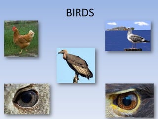 BIRDS
 