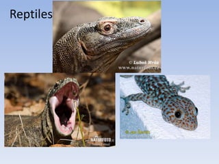 Reptiles
 