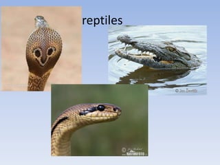 reptiles
 