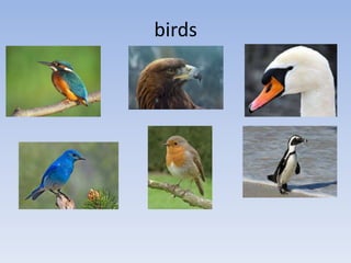 birds

 