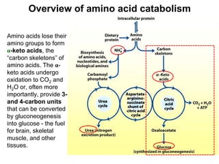 Overview of amino acid catabolism
Amino acids lose their
amino groups to form
α-keto acids, the
“carbon skeletons” of
amino acids. The α-
keto acids undergo
oxidation to CO2 and
H2O or, often more
importantly, provide 3-
and 4-carbon units
that can be converted
by gluconeogenesis
into glucose - the fuel
for brain, skeletal
muscle, and other
tissues.
 