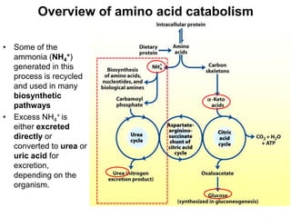 • Some of the
ammonia (NH4
+)
generated in this
process is recycled
and used in many
biosynthetic
pathways
• Excess NH4
+ is
either excreted
directly or
converted to urea or
uric acid for
excretion,
depending on the
organism.
Overview of amino acid catabolism
 