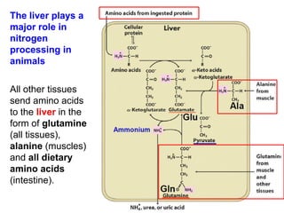 The liver plays a
major role in
nitrogen
processing in
animals
All other tissues
send amino acids
to the liver in the
form of glutamine
(all tissues),
alanine (muscles)
and all dietary
amino acids
(intestine).
 