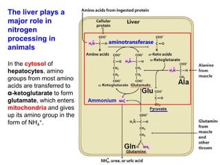 aminotransferase
The liver plays a
major role in
nitrogen
processing in
animals
In the cytosol of
hepatocytes, amino
groups from most amino
acids are transferred to
α-ketoglutarate to form
glutamate, which enters
mitochondria and gives
up its amino group in the
form of NH4
+.
 