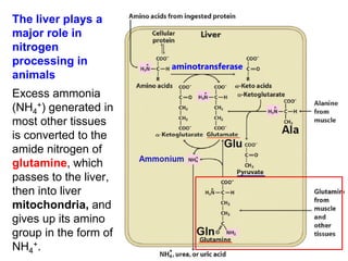 aminotransferase
The liver plays a
major role in
nitrogen
processing in
animals
Excess ammonia
(NH4
+) generated in
most other tissues
is converted to the
amide nitrogen of
glutamine, which
passes to the liver,
then into liver
mitochondria, and
gives up its amino
group in the form of
NH4
+.
 