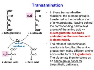 • In these transamination
reactions, the α-amino group is
transferred to the α-carbon atom
of α-ketoglutarate, leaving behind
the corresponding α-keto acid
analog of the amino acid ↔
α-ketoglutarate becomes
aminated as the α-amino acid
is deaminated.
• The effect of transamination
reactions is to collect the amino
groups from many different amino
acids in the form of L-glutamate.
The glutamate then functions as
an amino group donor for
biosynthetic pathways.
Transamination
 