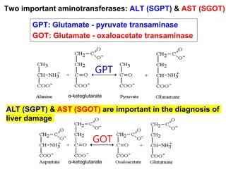 GPT: Glutamate - pyruvate transaminase
GOT: Glutamate - oxaloacetate transaminase
α-ketoglutarate
GPT
α-ketoglutarate
GOT
ALT (SGPT) & AST (SGOT) are important in the diagnosis of
liver damage
Two important aminotransferases: ALT (SGPT) & AST (SGOT)
 
