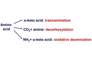 Amino
acid CO2+ amine: decarboxylation
NH3+ α-keto acid: oxidative deamination
α-keto acid: transamination
 