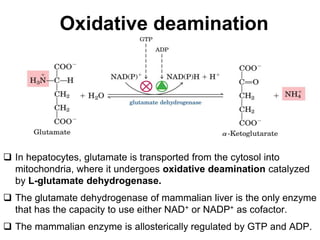 Oxidative deamination
 In hepatocytes, glutamate is transported from the cytosol into
mitochondria, where it undergoes oxidative deamination catalyzed
by L-glutamate dehydrogenase.
 The glutamate dehydrogenase of mammalian liver is the only enzyme
that has the capacity to use either NAD+ or NADP+ as cofactor.
 The mammalian enzyme is allosterically regulated by GTP and ADP.
 