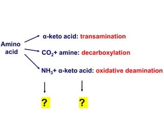 ? ?
Amino
acid CO2+ amine: decarboxylation
NH3+ α-keto acid: oxidative deamination
α-keto acid: transamination
 