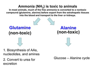 Glutamine
(non-toxic)
1. Biosynthesis of AAs,
nucleotides, and amines
2. Convert to urea for
excretion
Alanine
(non-toxic)
Glucose – Alanine cycle
Ammonia (NH3) is toxic to animals
In most animals, much of the free ammonia is converted to a nontoxic
compound (glutamine, alanine) before export from the extrahepatic tissues
into the blood and transport to the liver or kidneys.
 