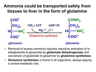 Ammonia could be transported safely from
tissues to liver in the form of glutamine
• Removal of excess ammonia requires reductive amination of α-
ketoglutarate to glutamate by glutamate dehydrogenase and
conversion of glutamate to glutamine by glutamine synthetase.
• Glutamine synthetase is found in all organisms, always playing
a central metabolic role.
COO
(CH2
)2
C
H NH3
COO
+
(CH2
)2
C
H NH3
COO
CONH2
+
glutamine
glutamate
NH3+ATP ADP+Pi
Mg 2+
Glutamine synthase
 