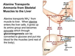 Alanine Transports
Ammonia from Skeletal
Muscles to the Liver
Alanine transports NH4
+ from
muscle to liver. When alanine
enters the liver cells, it gives up
its amino group and becomes
pyruvate which through
gluconeogenesis can be
converted to glucose and put into
blood for the muscles (and rest of
the body).
 