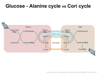 Glucose - Alanine cycle vs Cori cycle
https://www.memorangapp.com/flashcards/57286/4BC3+Urea+Cycle
 