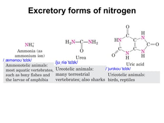 Động vật sống trong nước bài tiết trực
tiếp NH4
+ vào môi trường nước nên
chúng được gọi là ammonotelic
Excretory forms of nitrogen
/jʊˌriəˈtɛlɪk/
/ˈjurɪkoʊˈtɛlɪk/
/ˌæmənoʊˈtɛlɪk/
 