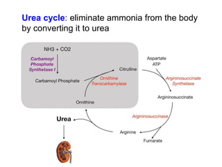 Urea cycle: eliminate ammonia from the body
by converting it to urea
 