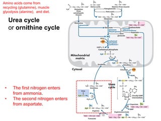 Urea cycle
or ornithine cycle
Amino acids come from
recycling (glutamine), muscle
glycolysis (alanine), and diet.
• The first nitrogen enters
from ammonia.
• The second nitrogen enters
from aspartate.
 
