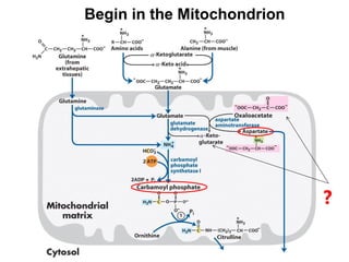 Begin in the Mitochondrion
?
 