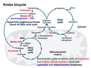 gluconeogenesis ←OAA
Fumarase
Fumarase
Malate DH
Malate DH
OAA
Some Krebs cycle enzymes such as fumarase
and malate dehydrogenase have both
cytosolic and mitochondria isozymes.
Krebs bicycle
 