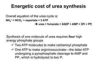 Energetic cost of urea synthesis
Overall equation of the urea cycle is:
NH4
+ + HCO3
- + aspartate + 3 ATP
 urea + fumarate + 2ADP + AMP + 2Pi + PPi
Synthesis of one molecule of urea requires four high
energy phosphate groups
 Two ATP molecules to make carbamoyl phosphate
 One ATP to make argininosuccinate—the latter ATP
undergoing a pyrophosphate cleavage to AMP and
PPi, which is hydrolyzed to two Pi.
 